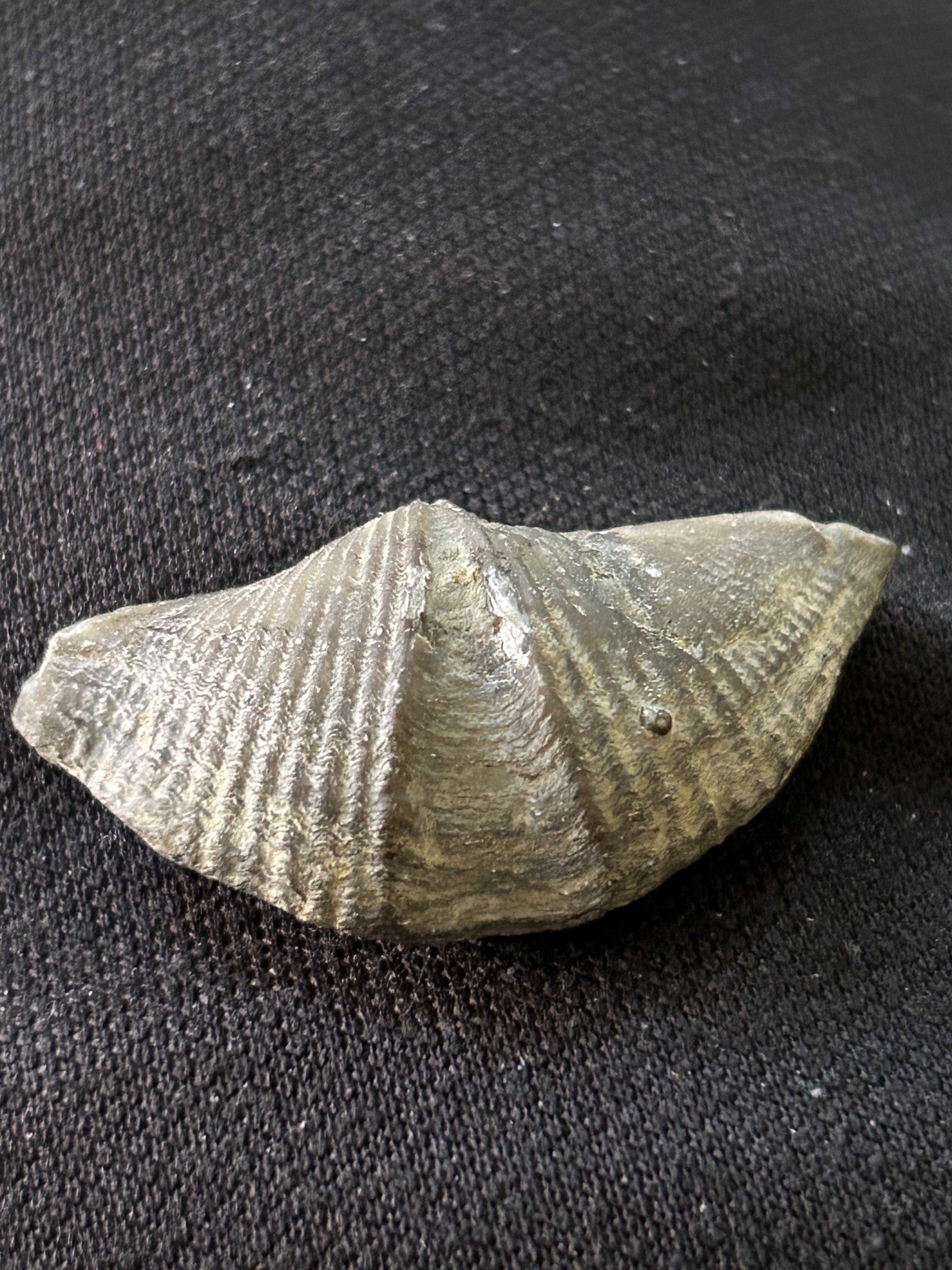 🔬 이와키시 암모나이트 센터 (이와키시 안모나이토 센타) 이미지 9